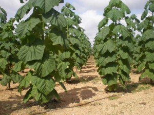 paulownia