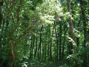 Forest_ialoveni